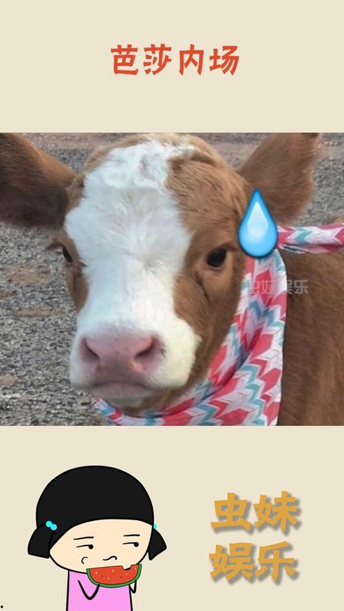 娱乐吃瓜酱q,娱乐圈幕后那些事儿